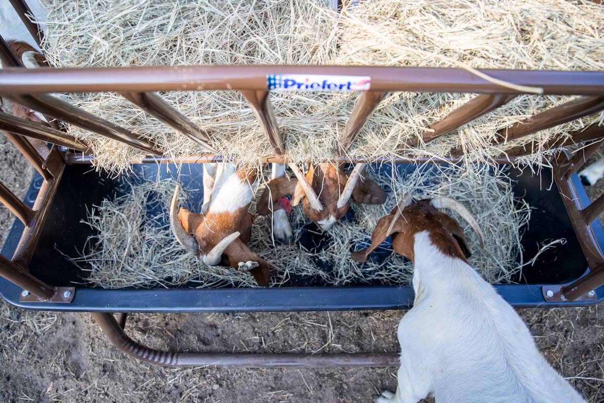 Sheep Hog Goat Feeder.jpg